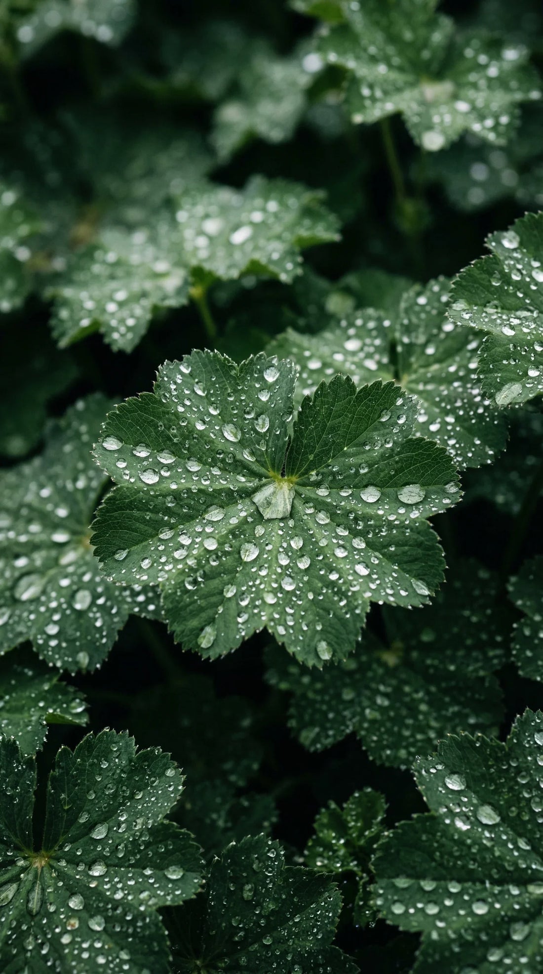 Vrouwenmantel bij menstruatie: wat weten we echt?